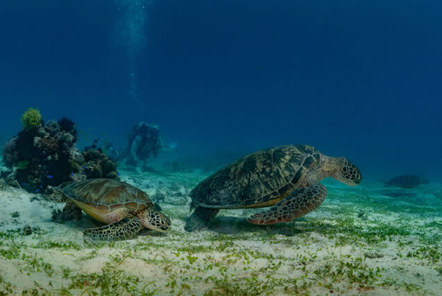 Balicasag Island Turtle