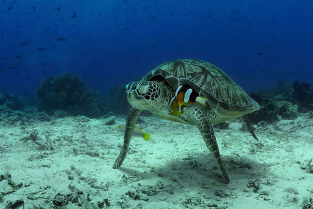 Balicasag Island Turtle & Nemo Fish