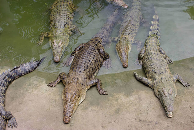 Cebu Safari, Philippines