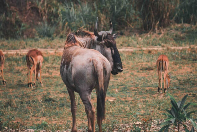 Cebu Safari, Philippines