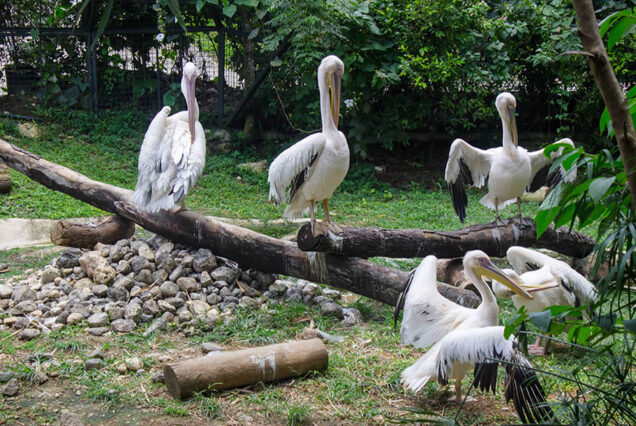 Cebu Safari, Philippines