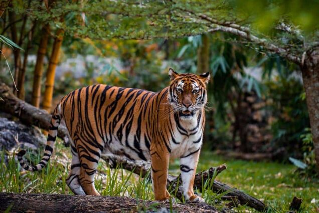 Cebu Safari, Philippines