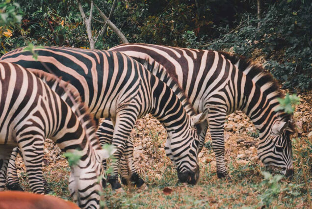 Cebu Safari, Philippines