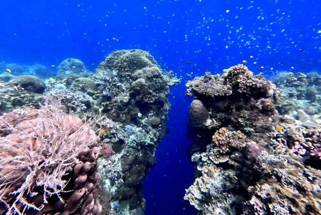 Napaling Coral Reef