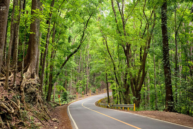 Man -made Forest in Loboc Bohol