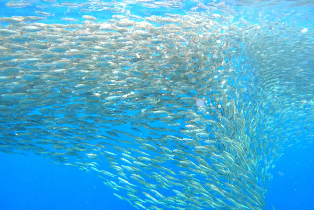 Sardine Napaling Reef