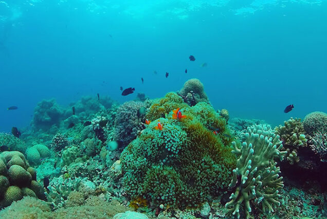 Balicasag Island Underwater Corals