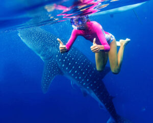 Bohol Whale Shark