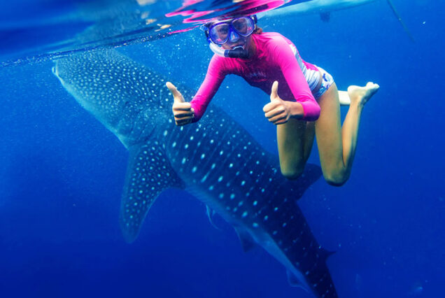 Bohol Whale Shark