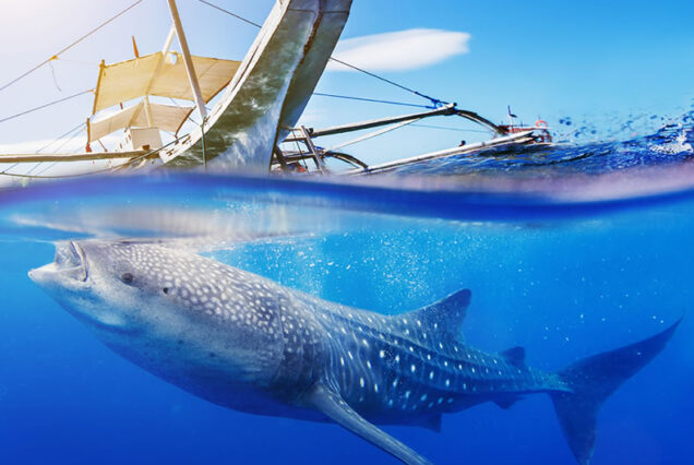 Bohol Whale Shark