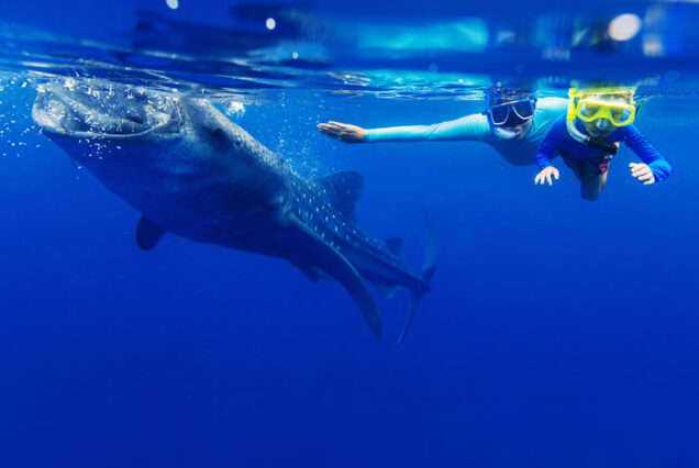 Bohol Whale Shark