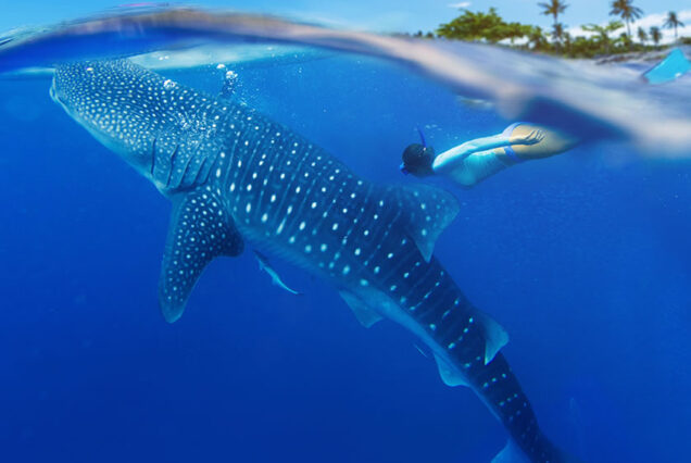 Bohol Whale Shark