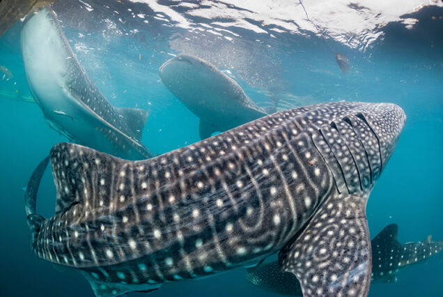 Bohol Whale Shark