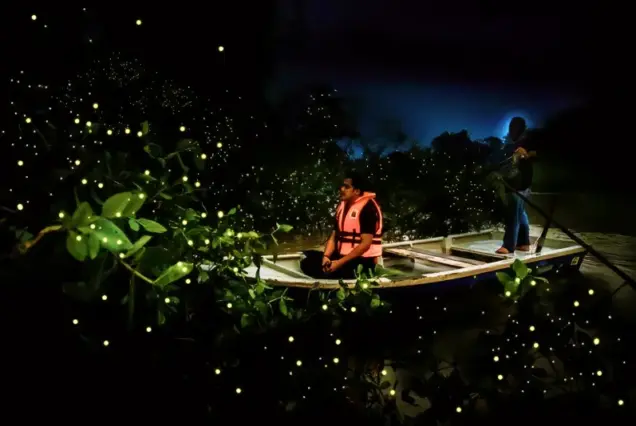 Firefly Watching Bohol