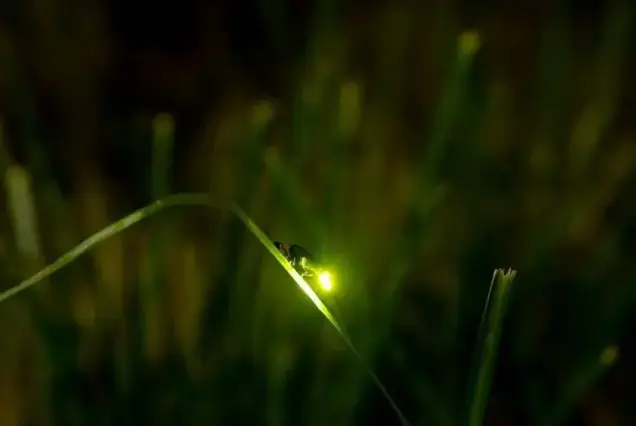 Firefly Watching Bohol