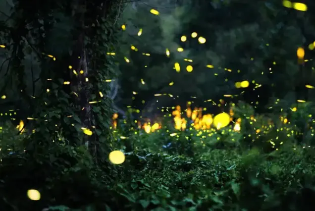 Firefly Watching Bohol