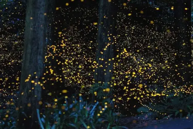 Firefly Watching Bohol
