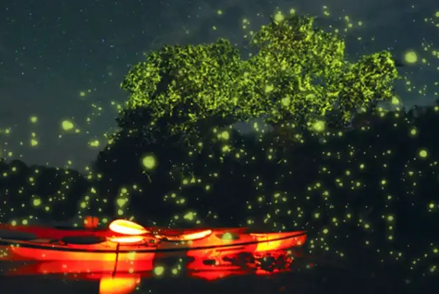 Firefly Watching Bohol